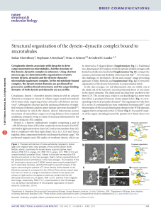 Structural organization of the dynein–dynactin complex bound to microtubules Saikat Chowdhury