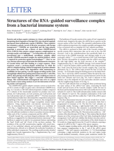 LETTER Structures of the RNA-guided surveillance complex from a bacterial immune system