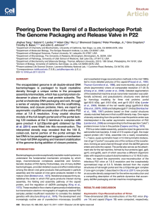 Article Peering Down the Barrel of a Bacteriophage Portal: Structure