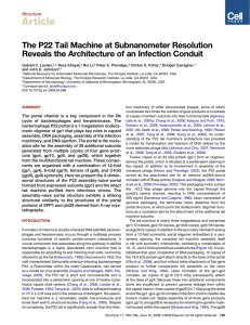 Article The P22 Tail Machine at Subnanometer Resolution Structure