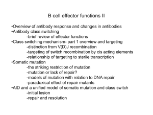 B cell effector functions II