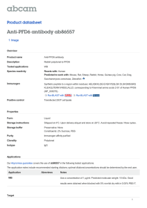 Anti-PFD6 antibody ab86557 Product datasheet 1 Image