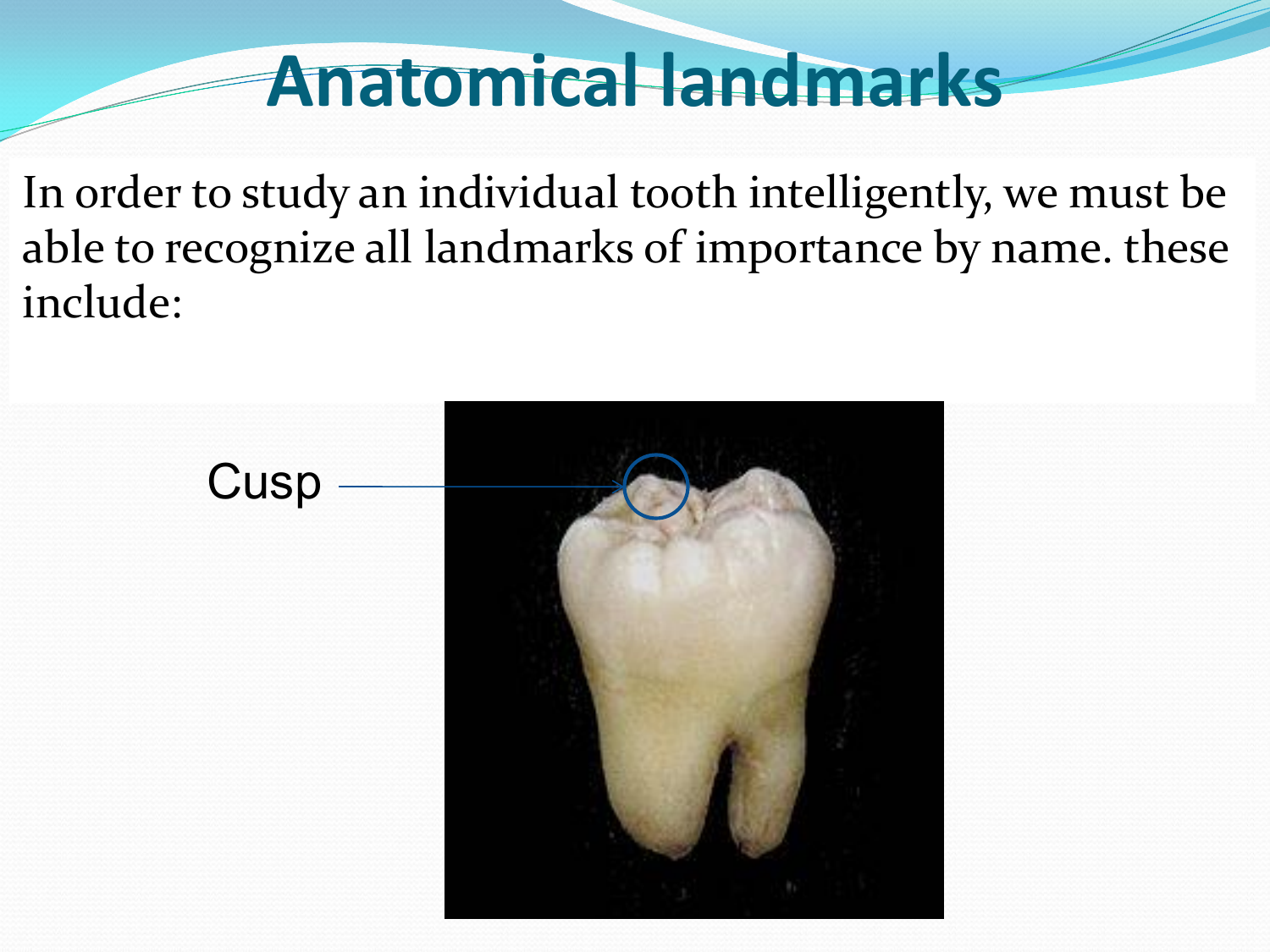 Examples Of Anatomical Landmarks