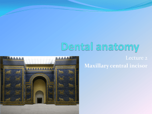 Lecture 2  Maxillary central incisor