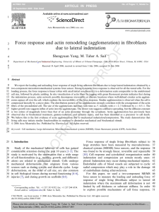 Force response and actin remodeling (agglomeration) in ﬁbroblasts