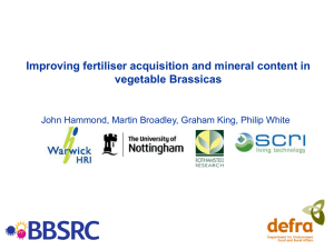 Improving fertiliser acquisition and mineral content in vegetable Brassicas