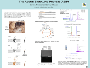 The Agouti Signaling Protein (ASIP) University of California at Santa Cruz