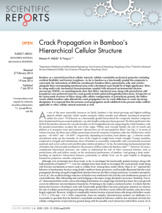 Crack Propagation in Bamboo’s Hierarchical Cellular Structure Meisam K. Habibi &amp; Yang Lu