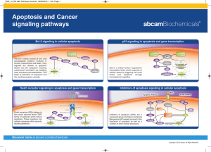 Apoptosis and Cancer signaling pathways Bcl-2 signaling in cellular apoptosis