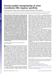 Structure-guided reprogramming of serine recombinase DNA sequence specificity