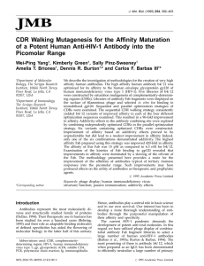 CDR Walking Mutagenesis for the Affinity Maturation Picomolar Range