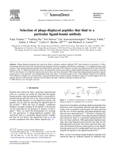 Selection of phage-displayed peptides that bind to a particular ligand-bound antibody