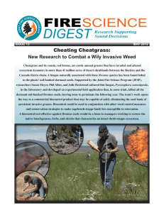 Cheating Cheatgrass: New Research to Combat a Wily Invasive Weed ISSUE 13