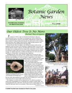 Botanic Garden News I Our Oldest Tree Is No More