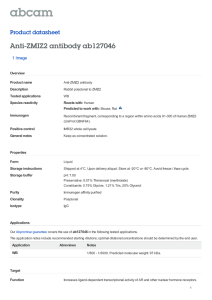Anti-ZMIZ2 antibody ab127046 Product datasheet 1 Image