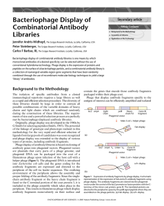 Bacteriophage Display of Combinatorial Antibody Libraries Secondary article
