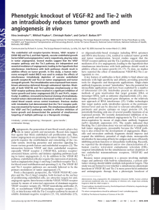 Phenotypic knockout of VEGF-R2 and Tie-2 with angiogenesis in vivo