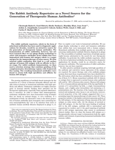 The Rabbit Antibody Repertoire as a Novel Source for the