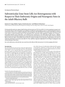 Subventricular Zone Stem Cells Are Heterogeneous with