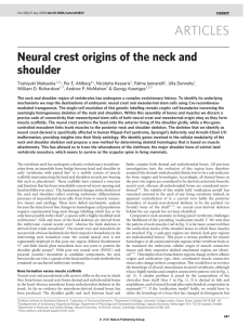 Neural crest origins of the neck and shoulder
