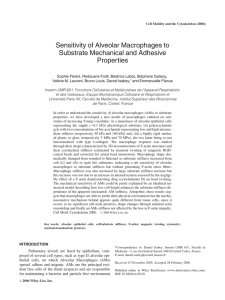 Sensitivity of Alveolar Macrophages to Substrate Mechanical and Adhesive Properties