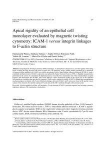Apical rigidity of an epithelial cell monolayer evaluated by magnetic twisting versus