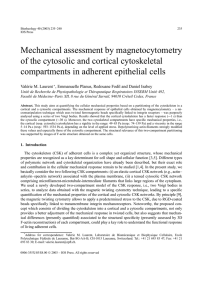 Mechanical assessment by magnetocytometry of the cytosolic and cortical cytoskeletal