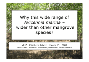 Why this wide range of wider than other mangrove species? Avicennia marina
