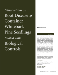 Root Disease Container Whitebark Pine Seedlings