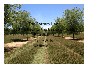 The Bottom Line: Getting Back to the Basics of Pecan  Production Lenny Wells