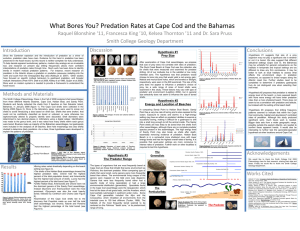 What Bores You? Predation Rates at Cape Cod and the Bahamas