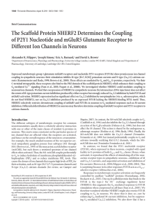 The Scaffold Protein NHERF2 Determines the Coupling