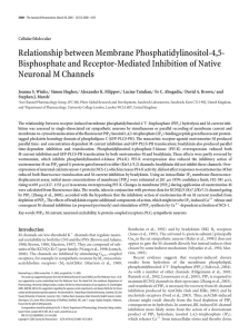 Relationship between Membrane Phosphatidylinositol-4,5- Bisphosphate and Receptor-Mediated Inhibition of Native
