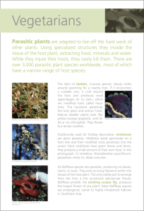 Vegetarians  Parasitic plants