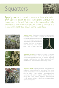 Squatters  Epiphytes