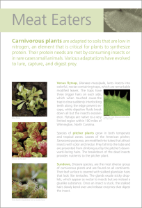 Meat Eaters  Carnivorous plants