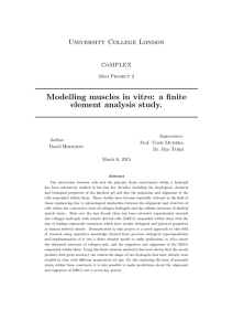 Modelling muscles in vitro: a finite element analysis study. University College London CoMPLEX