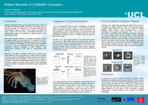Cuttlefish Pattern Modules of Coloration