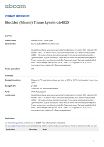 Bladder (Mouse) Tissue Lysate ab4020 Product datasheet Overview Product name