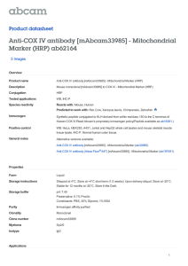 Anti-COX IV antibody [mAbcam33985] - Mitochondrial Marker (HRP) ab62164