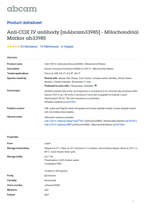 Anti-COX IV antibody [mAbcam33985] - Mitochondrial Marker ab33985