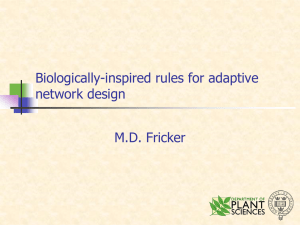 Biologically-inspired rules for adaptive network design M.D. Fricker