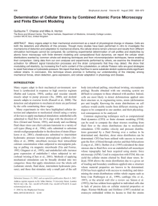 Determination of Cellular Strains by Combined Atomic Force Microscopy