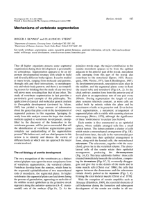 Mechanisms of vertebrate segmentation Review Article ROGER J. KEYNES and CLAUDIO D. STERN