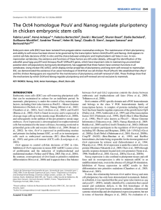 The Oct4 homologue PouV and Nanog regulate pluripotency Fabrice Lavial