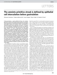 LETTERS The amniote primitive streak is defined by epithelial Octavian Voiculescu