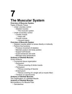 7 The Muscular System