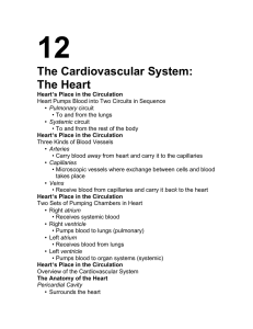 12 The Cardiovascular System: The Heart •