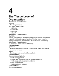 4 The Tissue Level of Organization •
