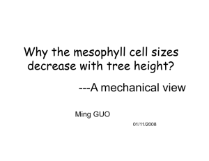 Why the mesophyll cell sizes decrease with tree height? g ---A mechanical view